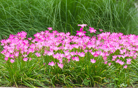 Fototapeta Pink rain lily flower