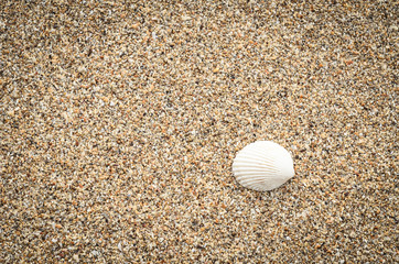 seashell on sand beach
