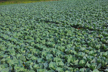 Fototapeta premium Cabbage field