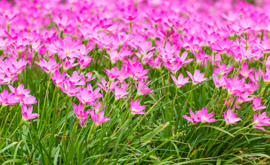 Pink rain lily flower