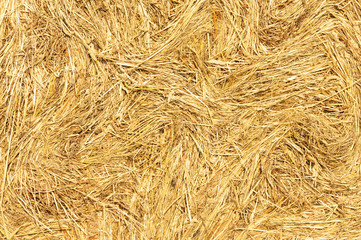 Hay dry grass seamless background