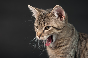 Katze - gähnen