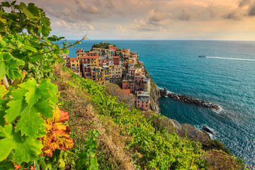 Vineyard and old town of Manarola,Italy,Europe