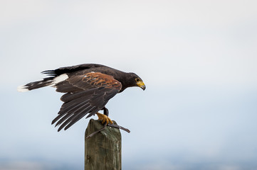 Aigle des steppes