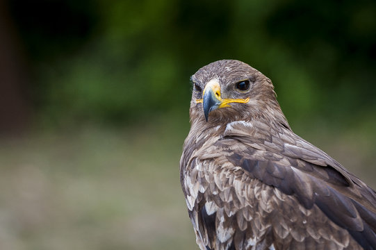 Portrait de buse