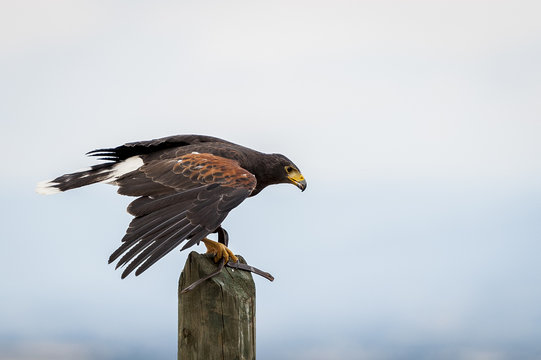 Aigle des steppes