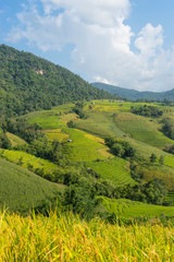 Fototapeta na wymiar Rice terrace field, Chiang Mai