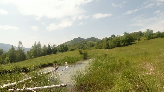 slow motion dragonflies flying over a mountain bog