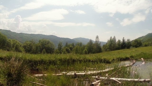 panorama of mountain bogs in which lie the old birch