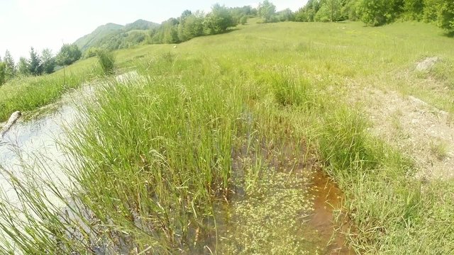 mountain lake overgrown with grass