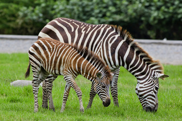 Fototapeta na wymiar zebra with young one