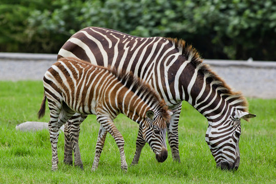 Fototapeta zebra with young one