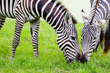 Fototapeta na wymiar Couple zebras