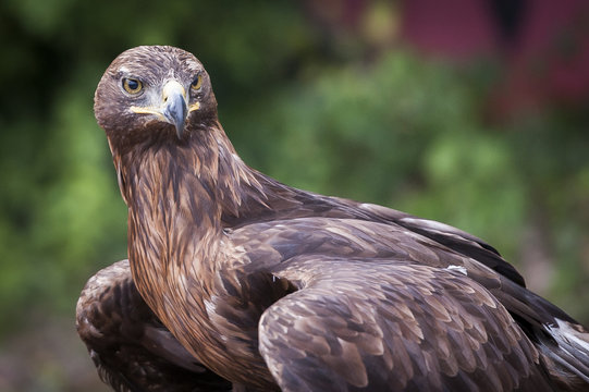 Aigle royal