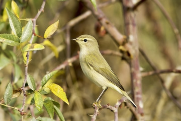 Chiffchaff / Phylloscopus collybita / in natural habitat