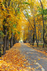 Naklejka premium Maple alley