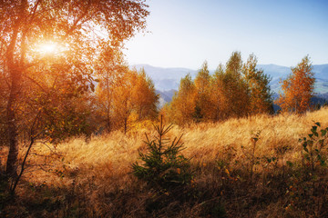 Fototapeta premium Autumn landscape