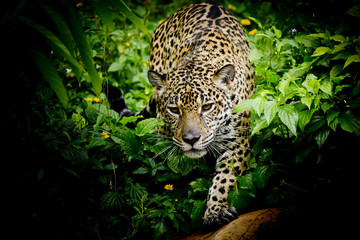 Naklejka premium ścieśniać Portret Jaguara