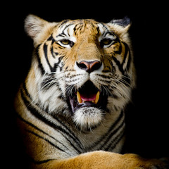 Tiger, portrait of a bengal tiger.