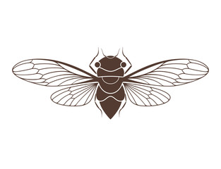 Cicada