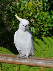 The Sulphur-crested Cockatoo with a yellow crest