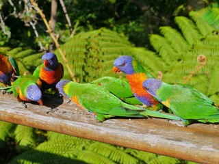 Colorful Rainbow lorikeets in Australia