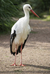 stork