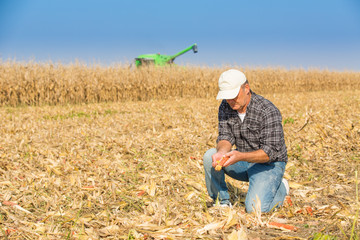 Farmer inspecting corn maize cobs during harvesting season