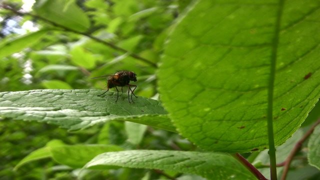 Fly on a leaf in the forest