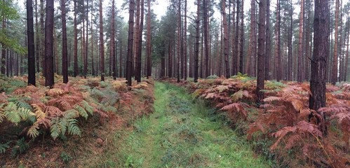 pine forest woodland path