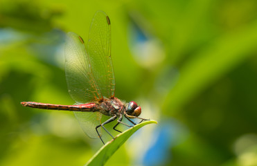 Libellule rouge © Marylène
