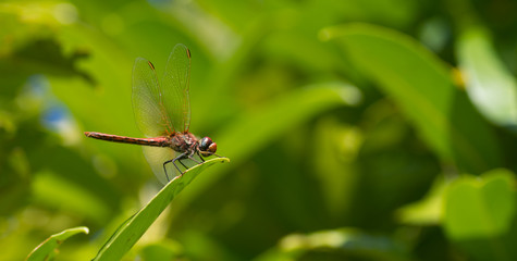 Libellule rouge