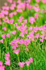 Pink Rain Lily or rose pink zephyr lily, Zephyranthes carinata.