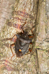 Forest bug, Pentatoma rufipes on wood