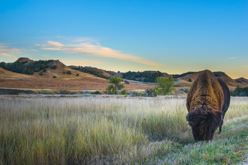 Badlands bizon
