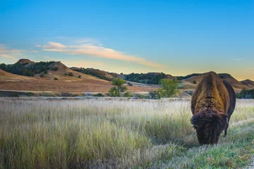 Afwasbaar Fotobehang Natuurpark Badlands bizon