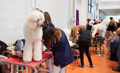  Poodle and their owners at  exhibition