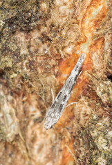 Obraz na płótnie Canvas Small grey moth