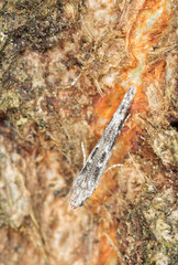 Small grey moth