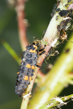 Ladybug larva, Coccinella septempunctata on aphids