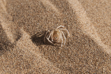 White Lady Spider, Namibwüste nahe Swakopmund, Namibia, Afrika
