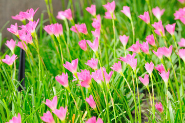 Pink Rain Lily or rose pink zephyr lily, Zephyranthes carinata.