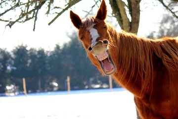 Fotobehang Grappig paard © colorburst
