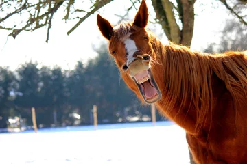 Foto op Canvas Grappig paard © colorburst