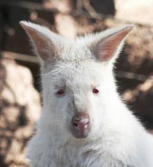 A Close Portrait of an Albino Wallaby