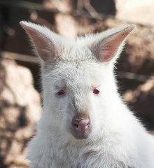 A Close Portrait of an Albino Wallaby © Derrick Neill