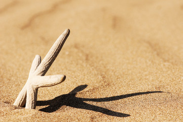 Starfish on sand with shadow