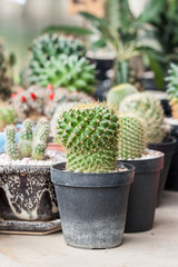 Mammillaria, Cactus