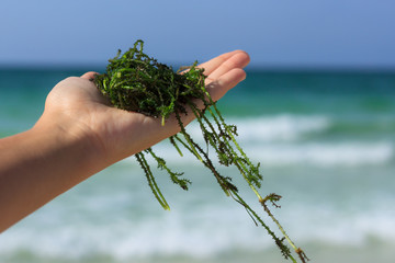 Naklejka premium fresh seaweed