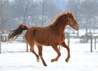 Galloping horse in snow